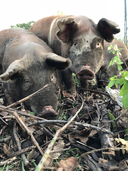feeding-a-pig-for-market
